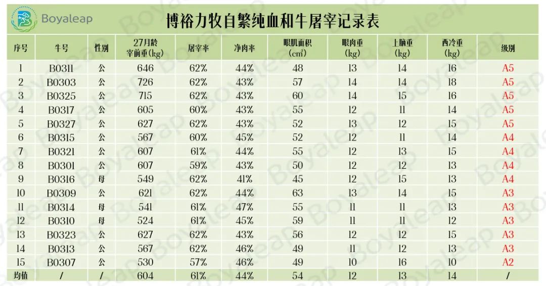 血統(tǒng)純正科學(xué)飼喂 力牧生物純血和牛數(shù)據(jù)全跟蹤