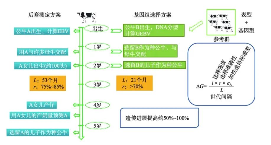 基因組選擇在奶牛育種中的應用