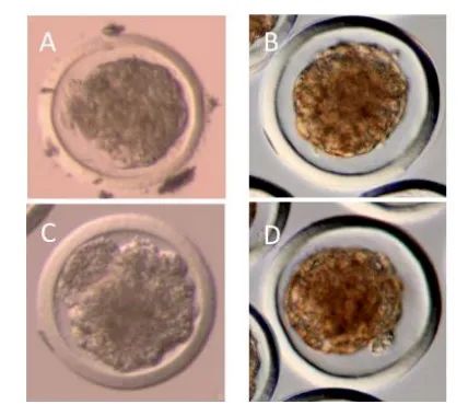 技術(shù)科普丨牛體外胚胎分級指南