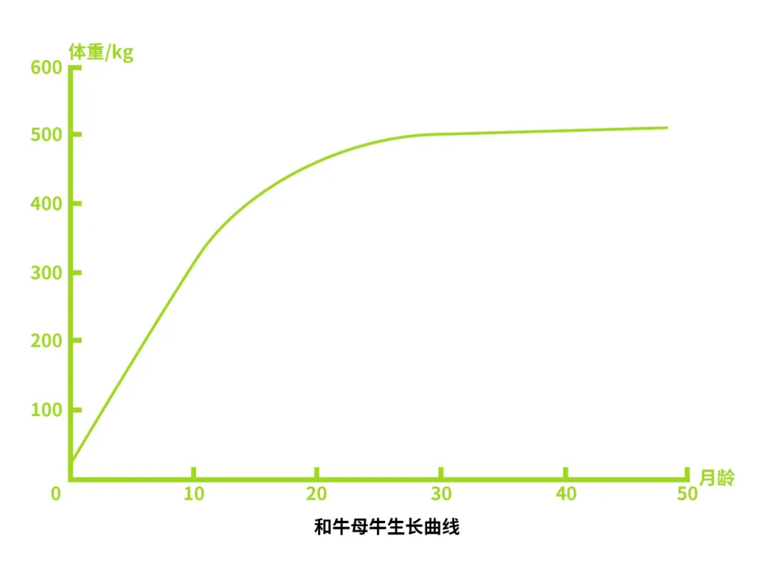 和牛母牛生長曲線